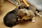 1e pupbezoek Markelo Nissa Pups puppies